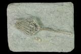 Fossil Crinoid (Macrocrinus) - Crawfordsville, Indiana #150416-1